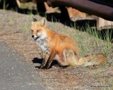 Red Fox, Mt Evans, CO, 6_14_2016_Jpaa_18820.jpg