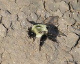 Brown-belted Bumble Bee, Bombus griseocollis, Cherokee County, OK, 7-11-2016_Jpa_57262.jpg