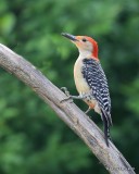 Red-bellied Woodpecker male, Rogers Co yard, OK, 6-1-16, Jpa_56456.jpg
