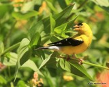 American Goldfinch male, Rogers Co yard, OK, 8-13-16, Jpa_57882.jpg