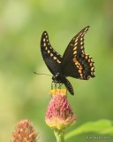 Black Swallowtail, Rogers Co yard, OK, 8-29-16, Jpa_58333.jpg