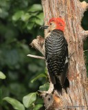 Red-bellied Woodpecker juvenile male, Rogers Co, yard, 7-25-2016, Jpa_57559.jpg