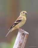 American Goldfinch non-breeding plumage, Owasso yard, Rogers Co, OK 9-14-16, Jpa_59232.jpg