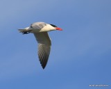 Caspian Tern changing into non-breeding plumage, Ft. Gibson Lake, OK, 9-14-16, Jpa_58985.jpg