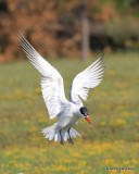Caspian Tern non-breeding plumage, Ft. Gibson Lake, OK, 9-14-16, Jpa_59097.jpg