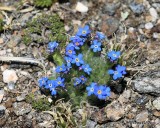 Alpine Forget-Me-Not, Eritrichium aretioides, Rocky Mt NP, CO, 6_15_16_Jp_19403.JPG