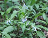 Foothills Mertensia, Mertensia lanceolata, Mt Evans, CO, 6-13-16, Jp_18523.JPG