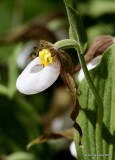 Mountain Lady Slipper, Cypripedium montanum, Glacier Nat. Park, 6-22-14, Jp_017876.JPG