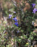 Nelson Larkspur, Delphinium nuttallianum, Rocky Mt NP,  6_16_2016_Jp_20145.JPG