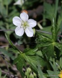 Richardson Geranium, Geranium richardsonii,, Rocky Mt NP, CO, 6_15_16_Jp_19353.JPG