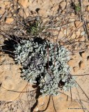 White Pussytoes, Antennaria parvifolia, Cimarron Co, OK, 5-10-16, Jp_15410.JPG