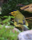 Wilsons Warbler male, Owasso yard, Rogers Co, OK 9-25-16, Jpa_59862.jpg