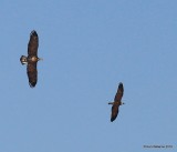 Bald Eagle chasing Osprey, Yahola Lake, Tulsa Co, OK, 10-20-16, Jpa_60342.jpg