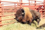 American Bison, shot day at Tall Grass Prairie, Osage Co, OK, 11-5-16, Jpa_61306.jpg