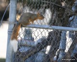 Eastern Fox Squirrel, Jenks, OK, 11-6-16, Jpa_61592.jpg