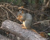 Eastern Fox Squirrel, Owasso yard, Rogers Co, OK, 10-5-16, Jpa_61259.jpg