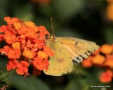 Orange Sulphur, Owasso yard, Rogers Co, OK, 10-4-16, Jpa_61067.jpg