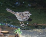 Song Sparrow, Owasso yard, Rogers Co, OK, 11-5-16, Jpa_61223.jpg