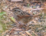 Swamp Sparrow, Owasso yard, Rogers Co, OK, 11-3-16, Jpa_60899.jpg