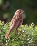White-throated Sparrow, Owasso yard, Rogers Co, OK, 11-6-16, Jpa_61352.jpg
