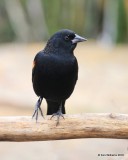 Red-winged Blackbird male nonbreeding plumage, Rogers Co yard, OK, 12-3-16. Jpa_62125.jpg
