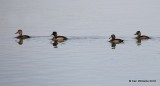 Ring-necked Ducks, Tulsa Co, OK, 12-2-16, Jpa_62074.jpg