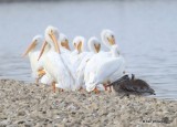 American White & Brown Pelicans, Yahola Lake, Tulsa Co, OK, 12-26-16, Jpa_63936.jpg