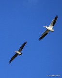 Brown & American White Pelicans, Yahola Lake, Tulsa Co, OK, 12-26-16, Jpa_64015.jpg