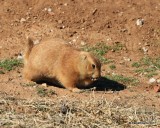 Black-tailed Prairie Dog, Blaine Co, OK,  01_26_2017_Ja_23292.jpg