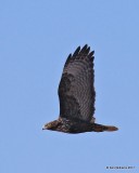 Red-tailed Hawk, Harlans intermediate morph, Noble Co, OK, 1-23-2017, Jaa_01134.jpg