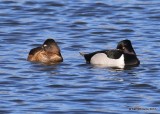 Ring-necked Duck pair, Tulsa Co, OK, 1-24-17, Ja_01649.jpg
