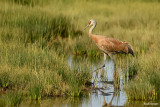 Sandhill Crane