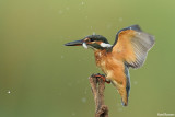 DSC_7989pb.jpg