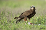 Marsh Harrier