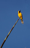 Oriole masqué