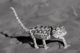 Chamaeleo namaquensis