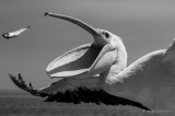 Pelican