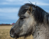 Iceland Horses