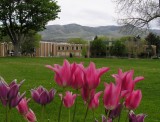 Tulips on the ISU Campus - smallfile - Spring scene taken 16 May 2013 P1010015.JPG