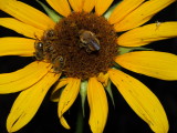 olympus 287 wild sunflower and pollinators.JPG