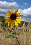 Sunflower from Blackrock-Chinese Peak Trail P1000076.jpg