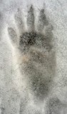 Raccoon paw print in snow IMG_7404.JPG