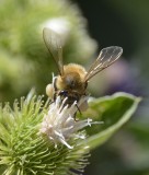 Bee on white thistle _DSC3695.JPG
