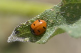 ladybug on sunflower leaf _DSC3849.JPG
