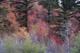 Buckskin Autumn Scene by Kantabutra _DSC4801.jpg
