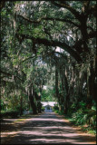 micanopy01.jpg