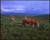 Cliffs of Moher02.jpg