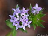 Granza; Granza-dos-campos // Blue Fieldmadder (Sherardia arvensis)