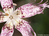Cravinho-bravo (Dianthus broteri)