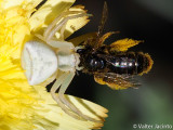 Crab Spider (Thomisus onustus) capturing a Wild Bee